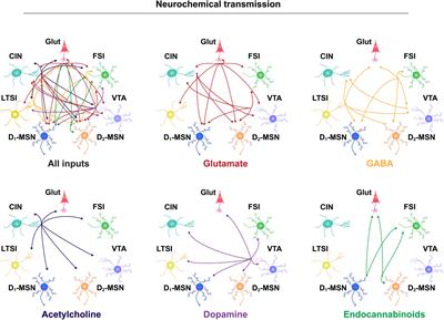 Endocannabinoid Modulation of Nucleus Accumbens Microcircuitry and Terminal Dopamine Release